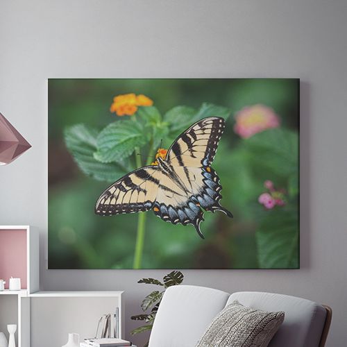 Tablou Canvas Pastel Butterfly