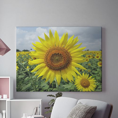 Tablou Canvs Sora Soarelui