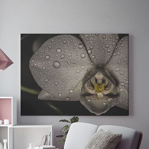 Tablou Canvas Orhidee Neagra