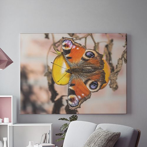 Tablou Canvas Soft Wings
